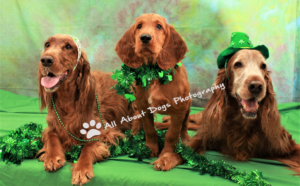 Three dogs sitting in a row wearing green accessories.