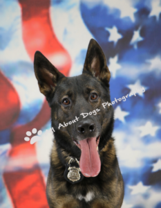 A dog with his tongue hanging out in front of an american flag.