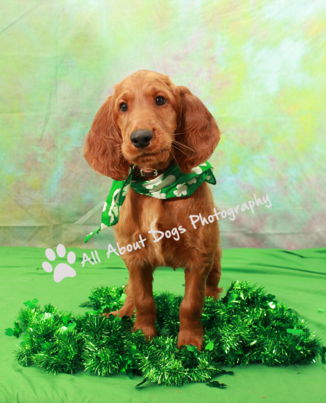 A dog standing on top of a green grass covered field.