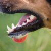 A close up of the mouth and teeth of a dog.