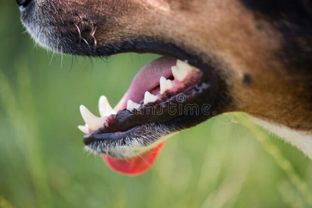 A close up of the mouth and teeth of a dog.