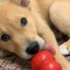 A dog chewing on a toy in its mouth.