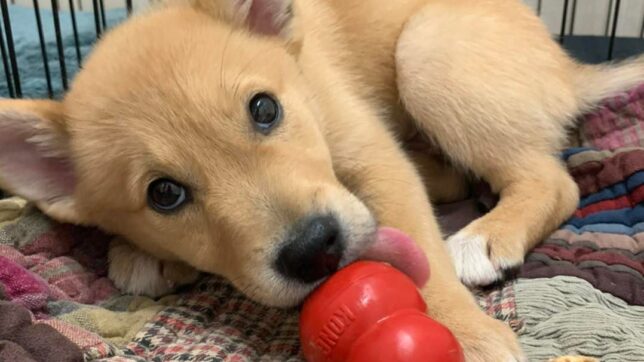 A dog chewing on a toy in its mouth.