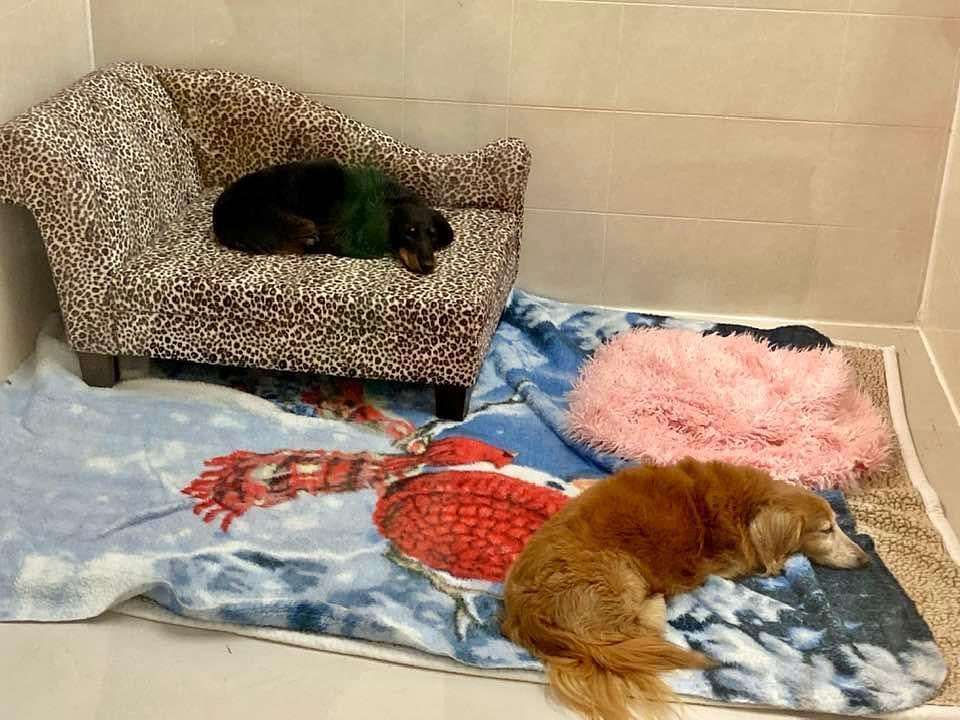 A cat laying on top of a bed next to some blankets.