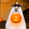 A dog in a witch 's hat and costume holding a pumpkin.