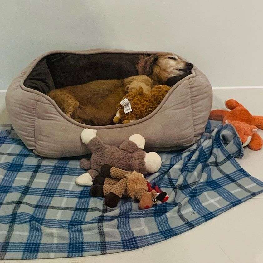 A dog laying on top of a blanket next to a stuffed animal.