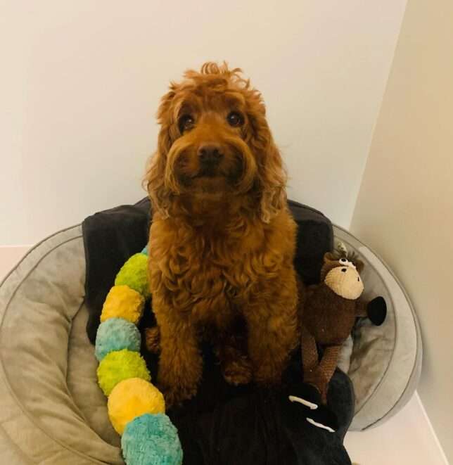 A dog sitting in its bed with his toy.