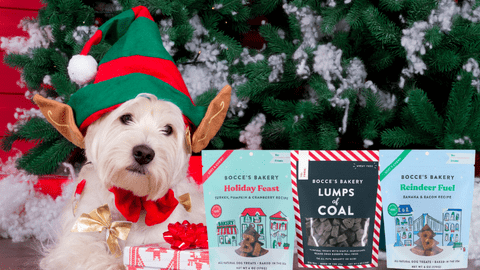 A dog wearing a christmas hat and holding a cookie.