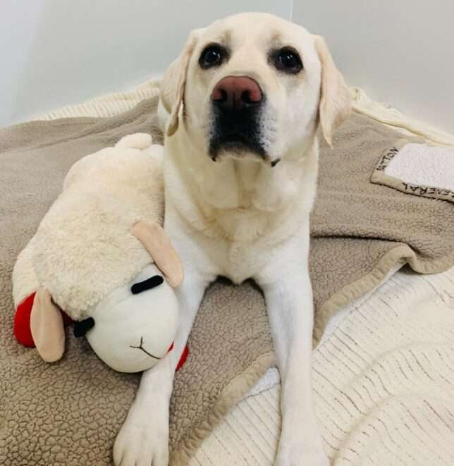 A white dog laying on top of a bed next to a stuffed animal.