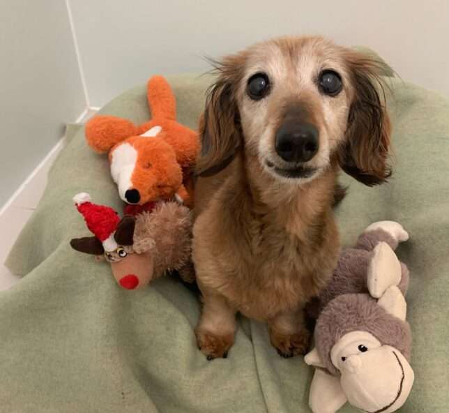 A dog sitting on top of a blanket with stuffed animals.