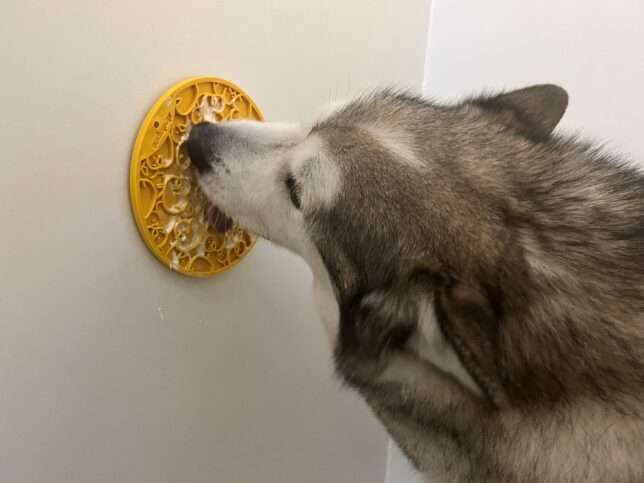 A dog is playing with the toy on the wall.