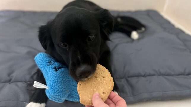 A black dog is eating something from someone 's hand.