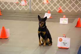 A dog sitting on the ground in front of a box.