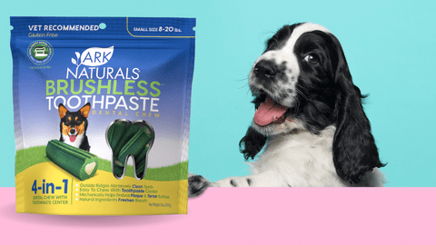 A dog looking at the bag of natural toothless toothpaste.