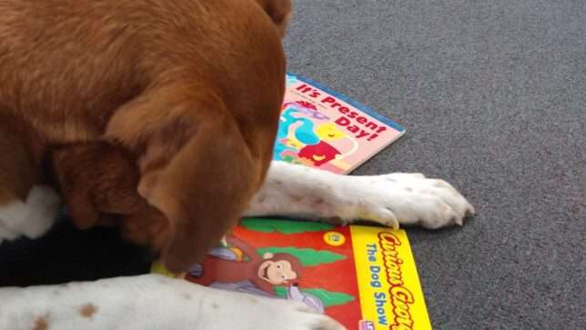 A cat is laying on the floor next to two books.