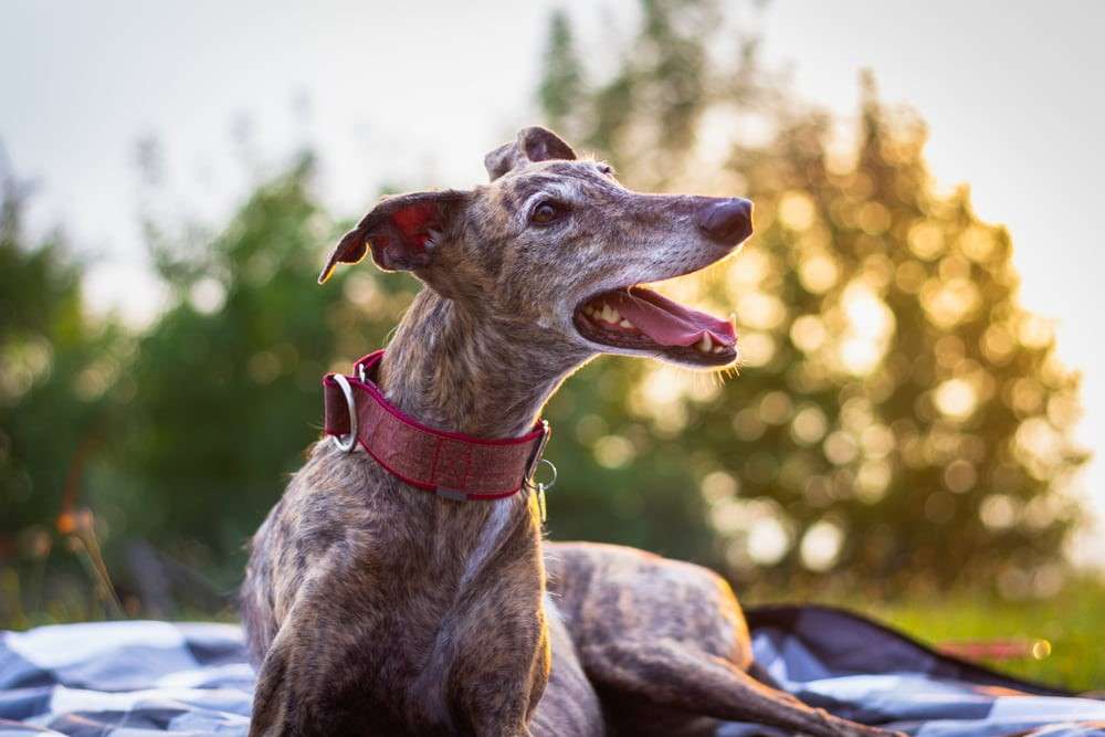 A dog with its mouth open and tongue hanging out.