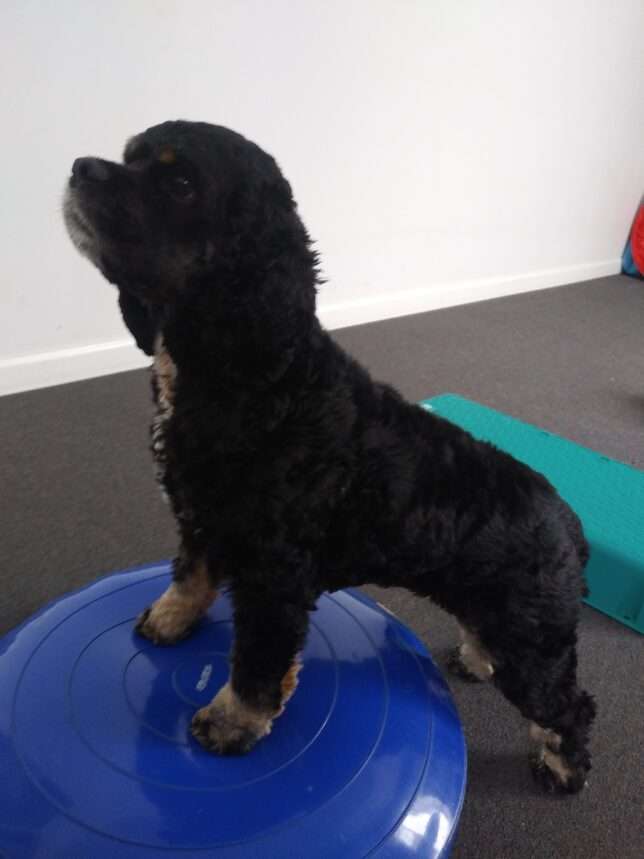 A black dog standing on top of an exercise ball.