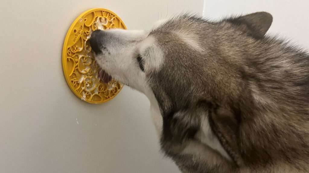 A dog is eating food off of the wall.