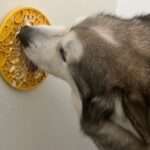 A dog is eating food off of the wall.