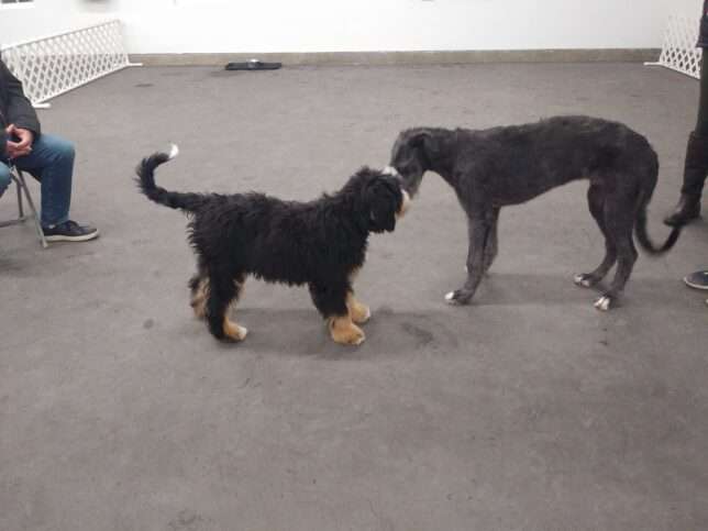 Two dogs playing with each other in a room.