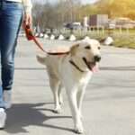 A person walking their dog on a leash.