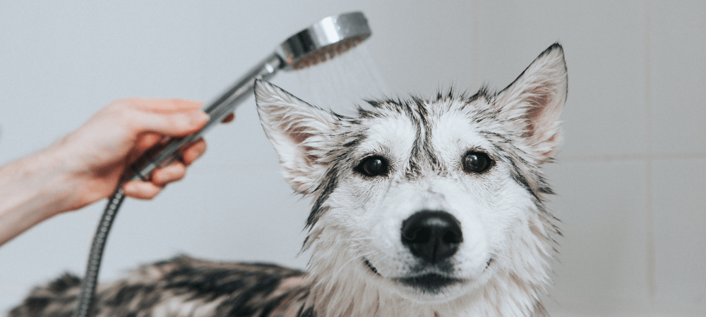 A dog being bathed by someone with a shower head.