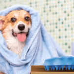 A dog wrapped in a towel with its head under the towel.