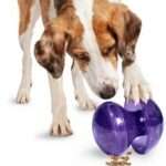 A dog sniffs at the purple balls on its back.