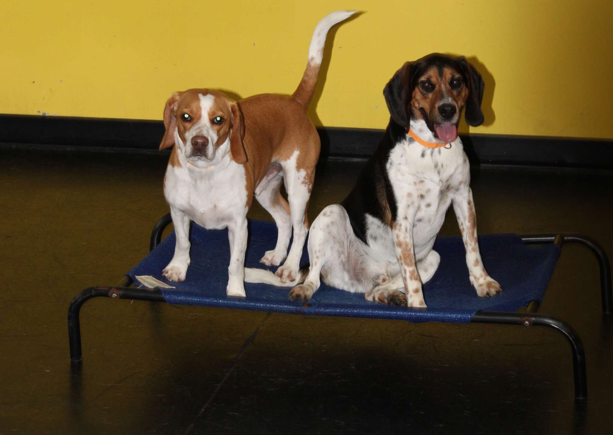 A group of dogs and cats sitting on top of a blue mat.