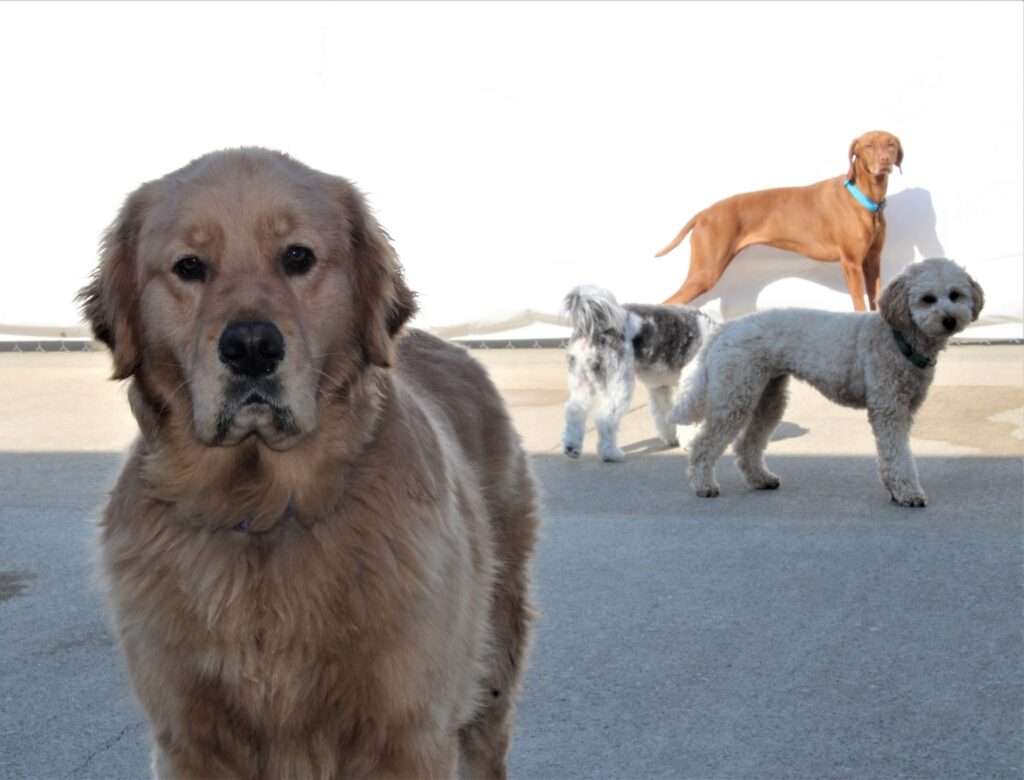 A group of dogs standing on top of a road.