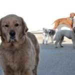 A group of dogs standing on top of a road.