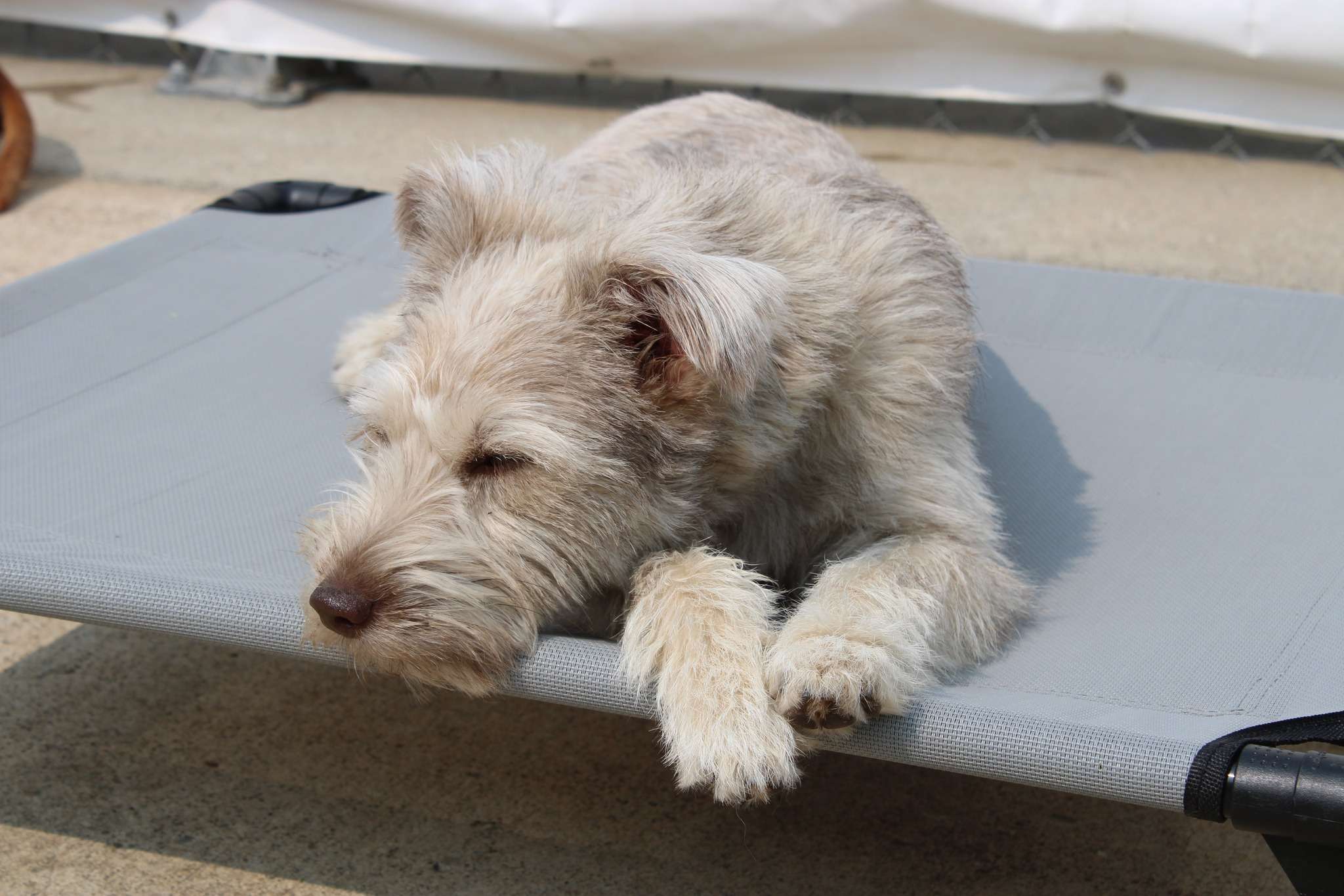 A dog laying on top of a surfboard.