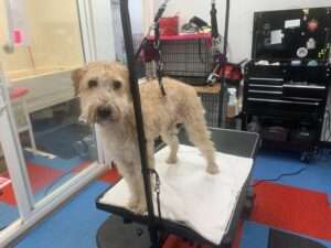 A dog is standing on top of a cart.