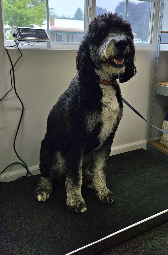 A black and white dog sitting on the floor