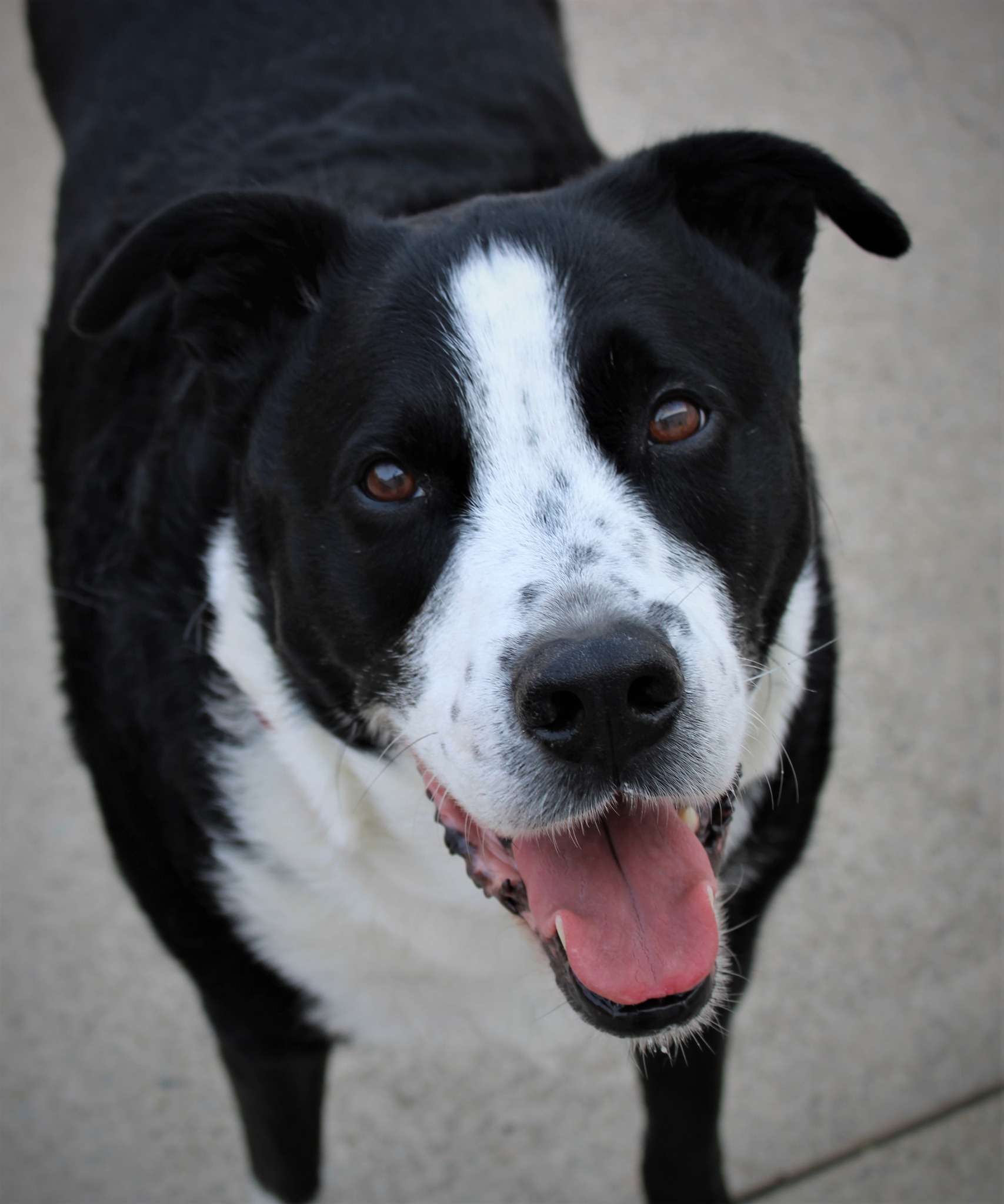 A black and white dog with its tongue hanging out.