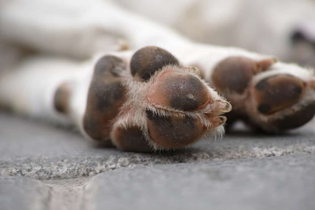 A close up of the paw of a dog