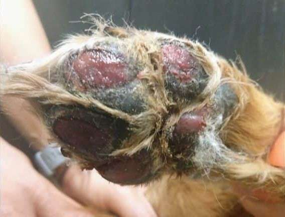 A dog with some type of skin disease on its head.