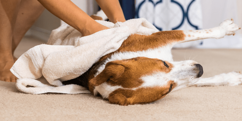 A dog is laying on the floor under a blanket.