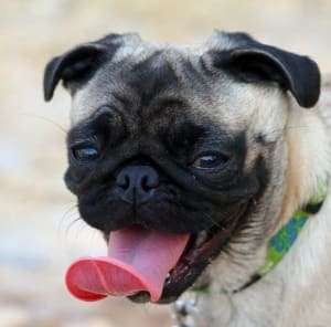 A pug dog with its tongue hanging out.