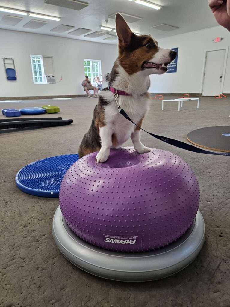 A dog standing on top of an exercise ball.