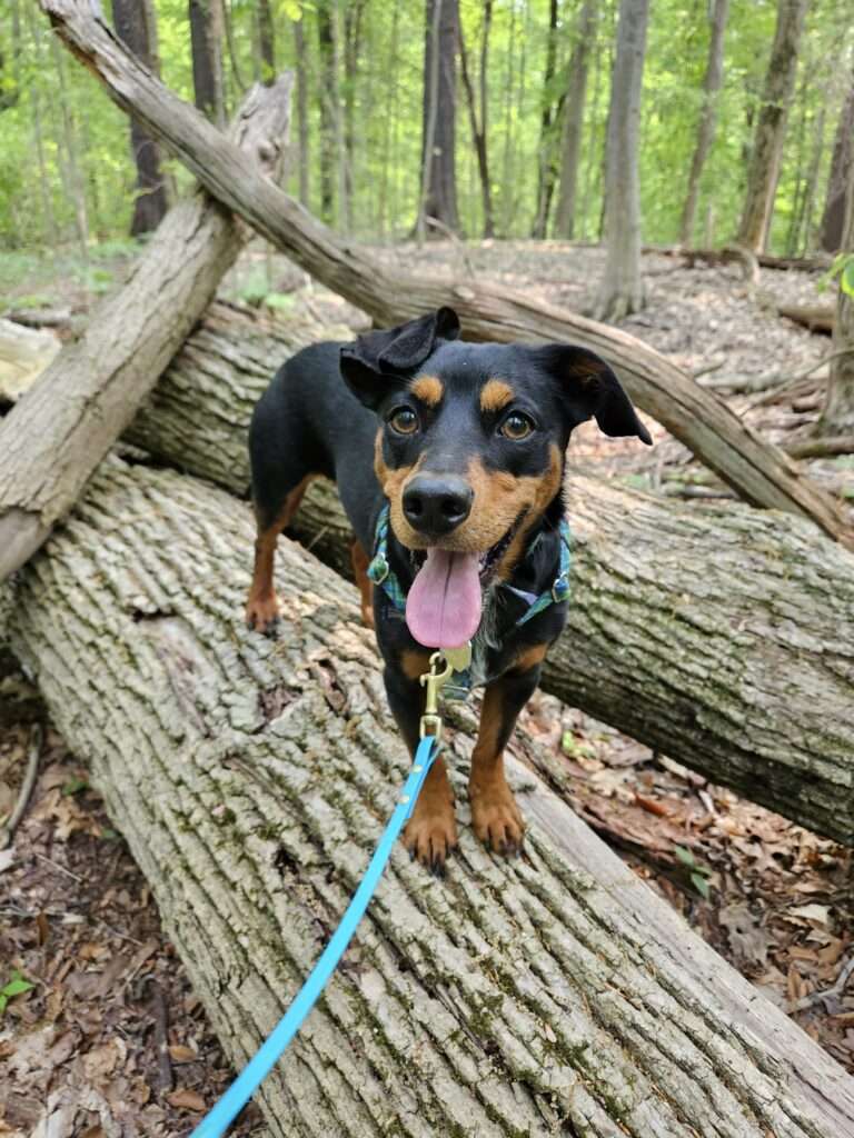 A dog is standing on some logs in the woods.