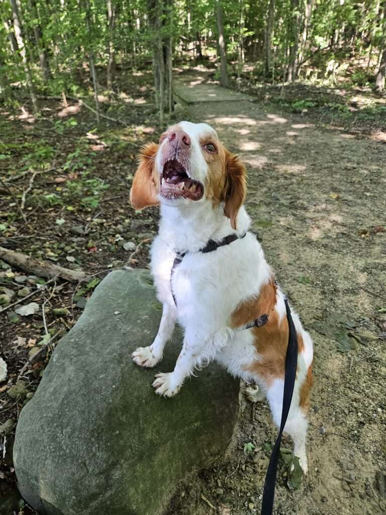 A dog standing on top of a tree stump.