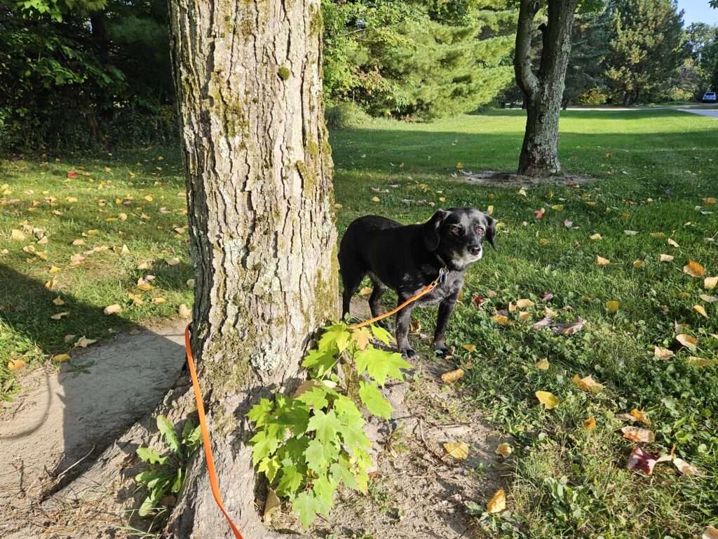 A dog standing next to a tree in the grass.