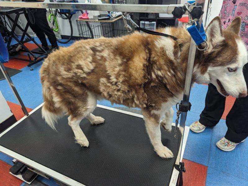 A dog is standing on the treadmill in a room.