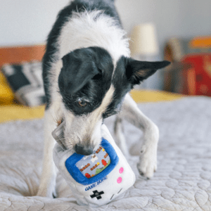 A dog playing with a toy on the bed