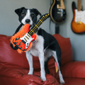 A dog holding a guitar in its mouth.