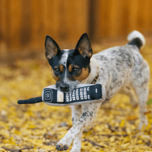 A dog carrying a cell phone in its mouth.