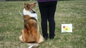 A dog sitting on the grass next to a person.