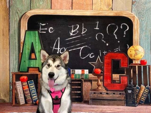 A husky dog sitting in front of an alphabet chalkboard.