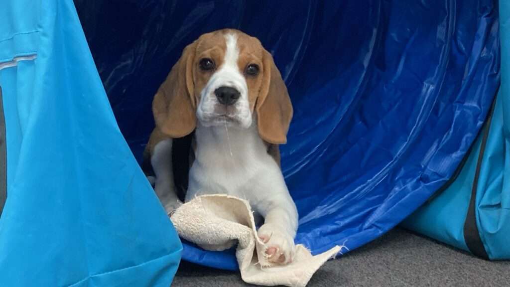 A dog sitting in the middle of a blue tunnel.